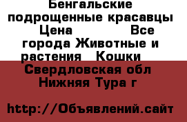 Бенгальские подрощенные красавцы. › Цена ­ 20 000 - Все города Животные и растения » Кошки   . Свердловская обл.,Нижняя Тура г.